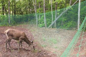 Deer Exclusion Fence